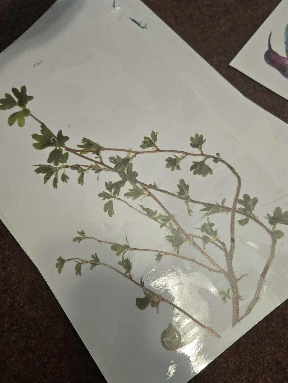 Bird & Branch Vinyl Window Clings Reusable No Adhesive